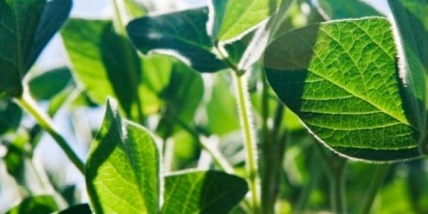 ¿Qué son los Fertilizantes Foliares?