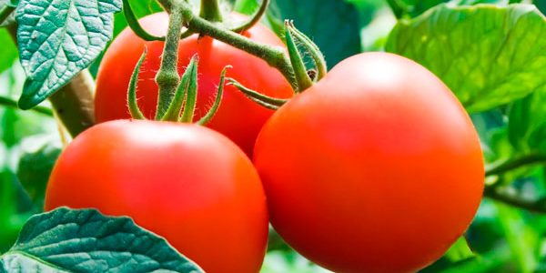 El cuidado del Tomate