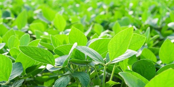 La Importancia del Fertilizante Foliar Para las Plantas