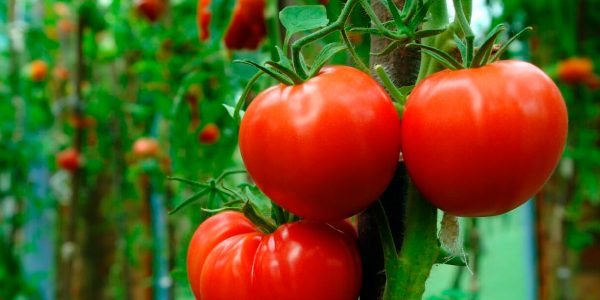 Plagas y Enfermedades del Tomate